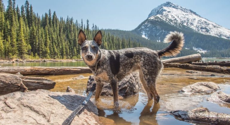 10 Best Hiking Dogs Rtto