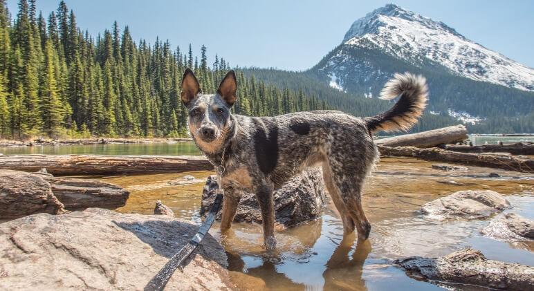 10 Best Hiking Dogs - RTTO